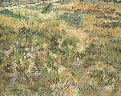 Vincent Van Gogh Meadow in the Garden of Saint-Paul Hospital (nn04) Germany oil painting art